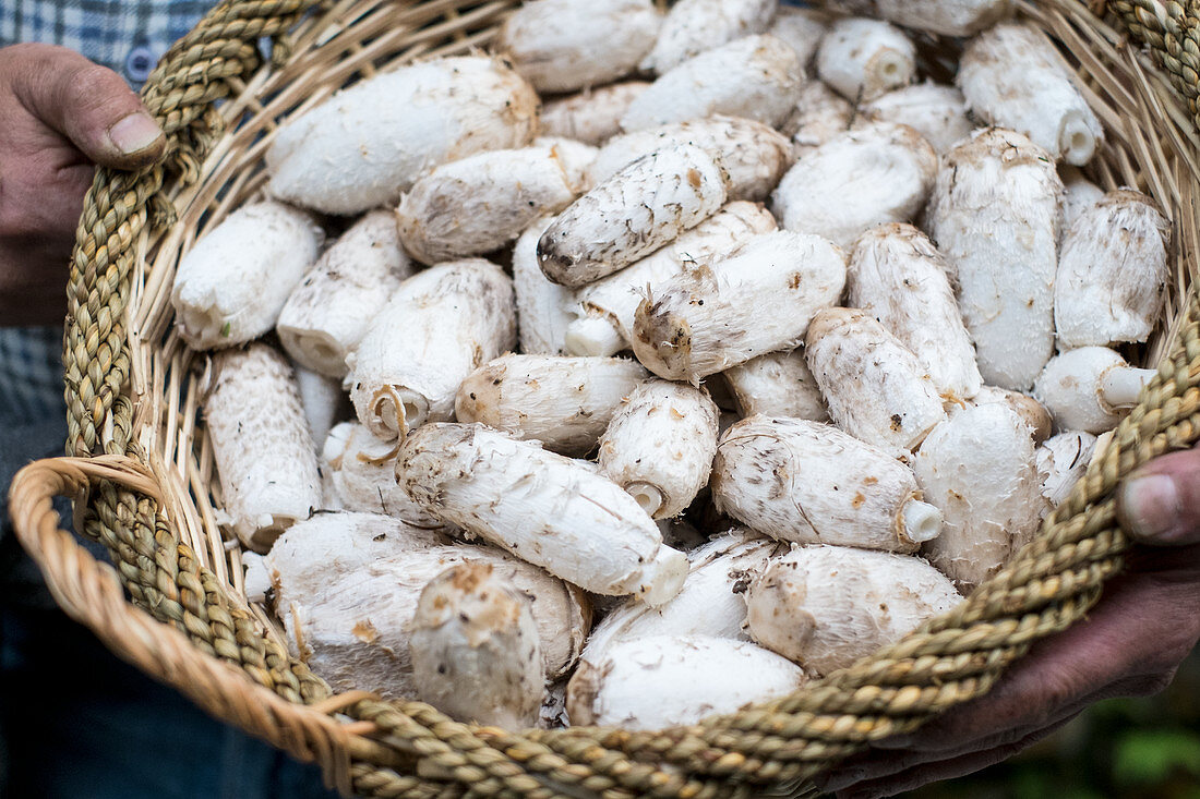 A basket of shaggy ink caps