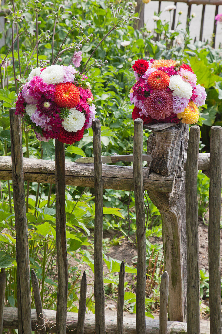 Spherical flower arrangements of dahlias, phlox and hollyhocks on garden fence