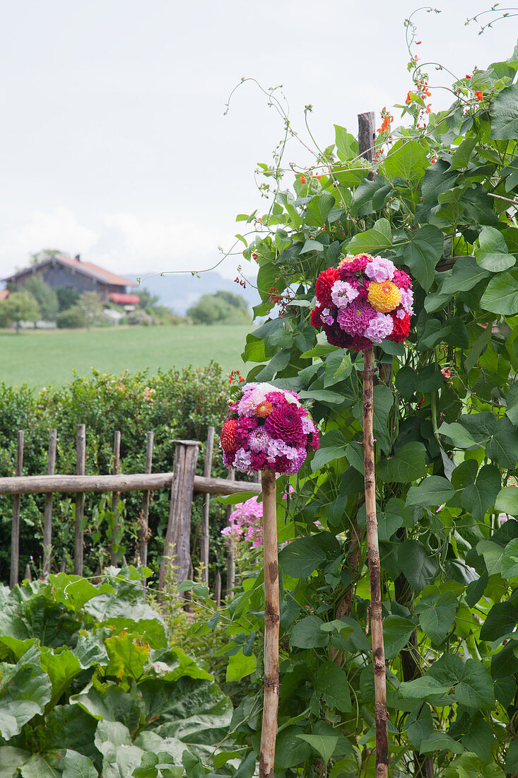 DIY-Rosenkugel aus Dahlien, Phlox und Stockrosen am Gartenzaun