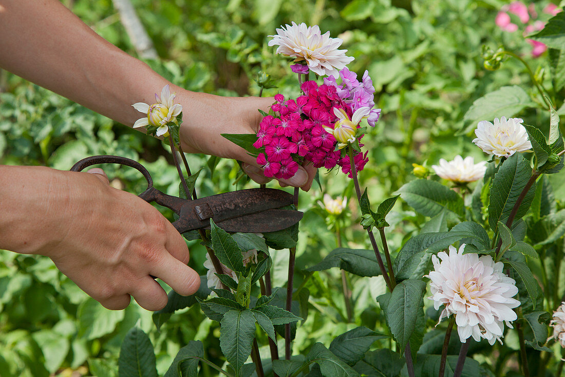 Cutting dahlias with scissors