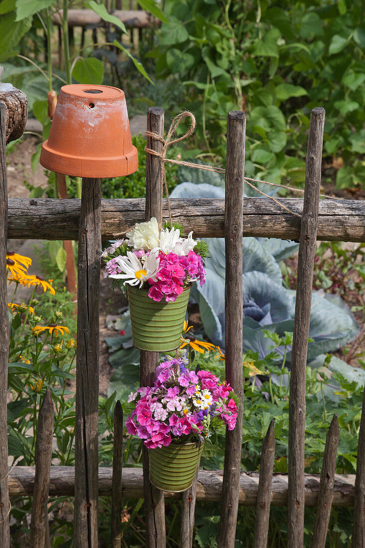Ox-eye daisies and phlox in flowerpots hung from garden fence