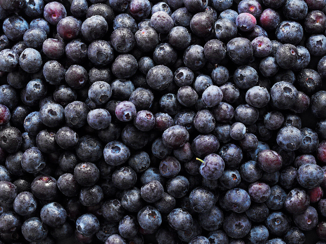 Viele Heidelbeeren (bildfüllend)