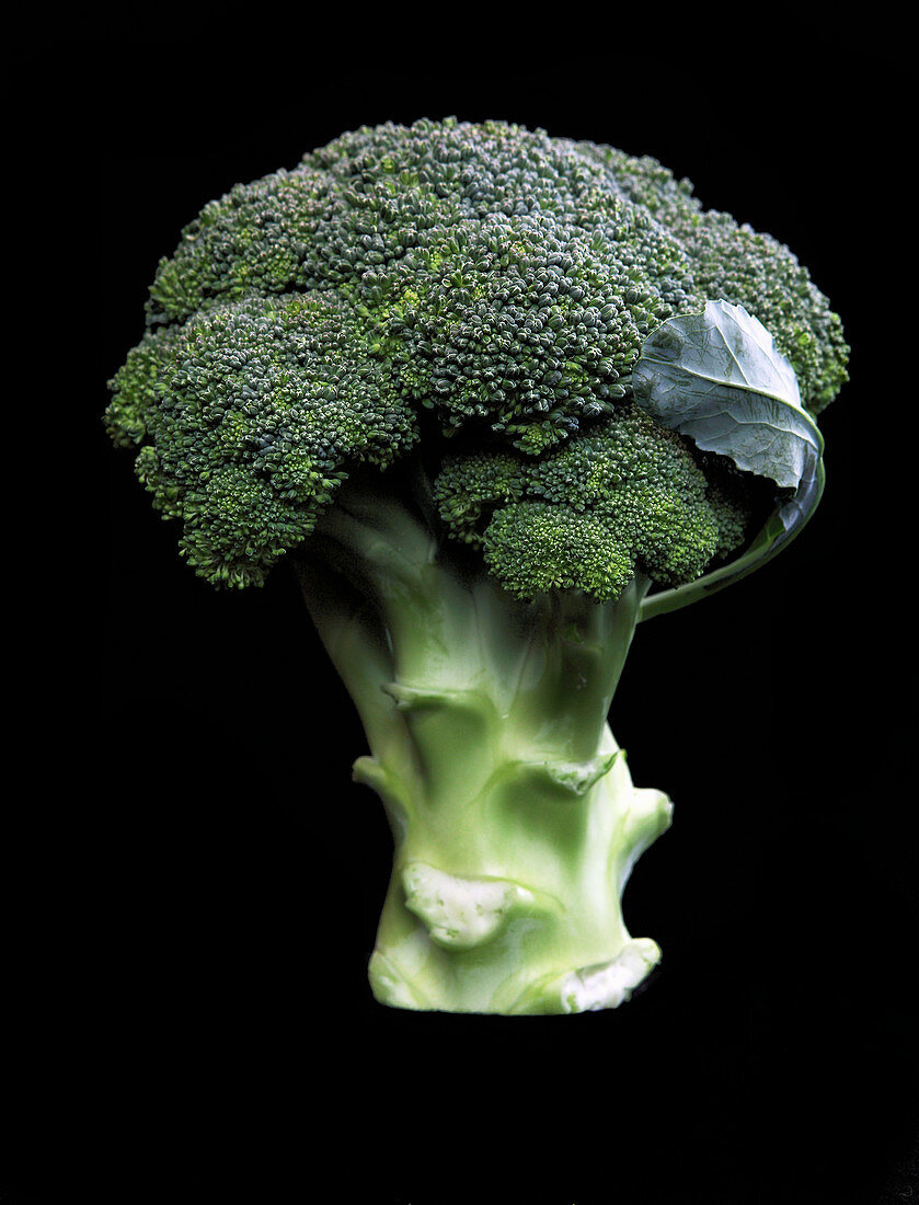 A head of broccoli against a black background