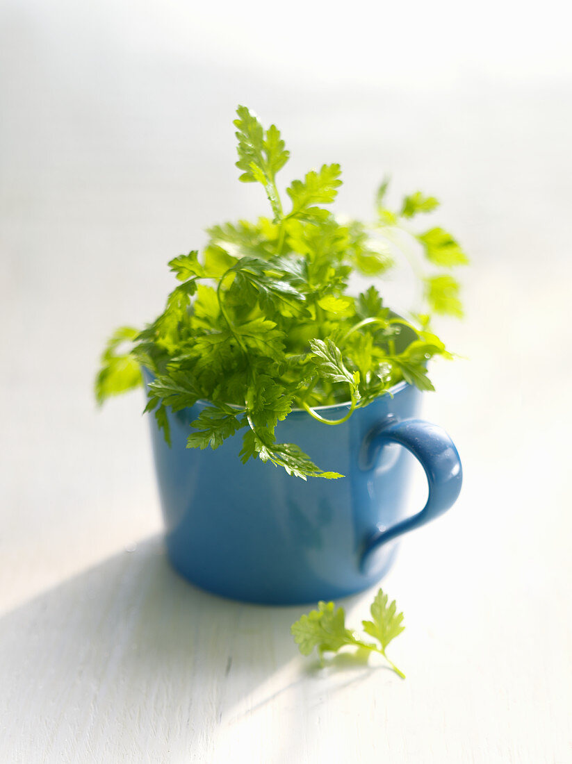 Fresh chervil in a blue mug