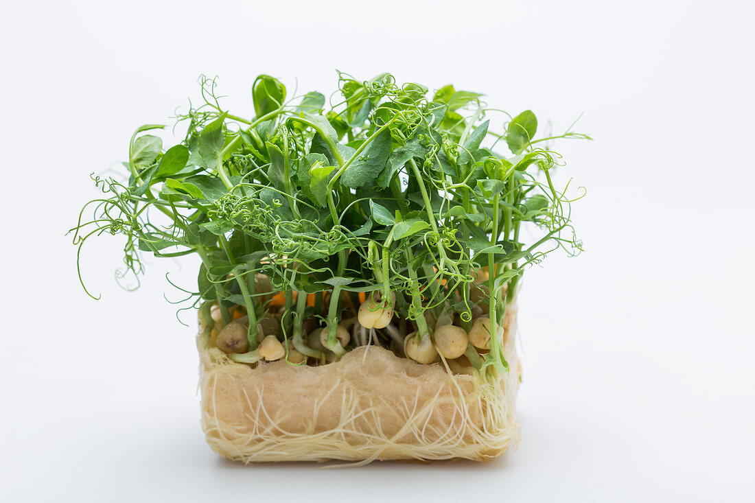 Pea sprouts with leaves and root balls