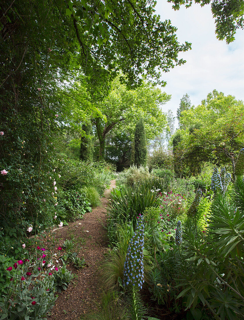 Blumen am Gartenweg entlang, im Hintergrund Zypresse