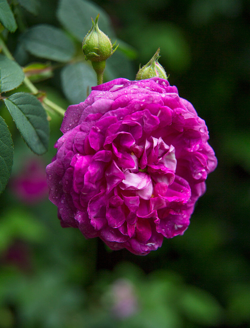 Pink rose in garden