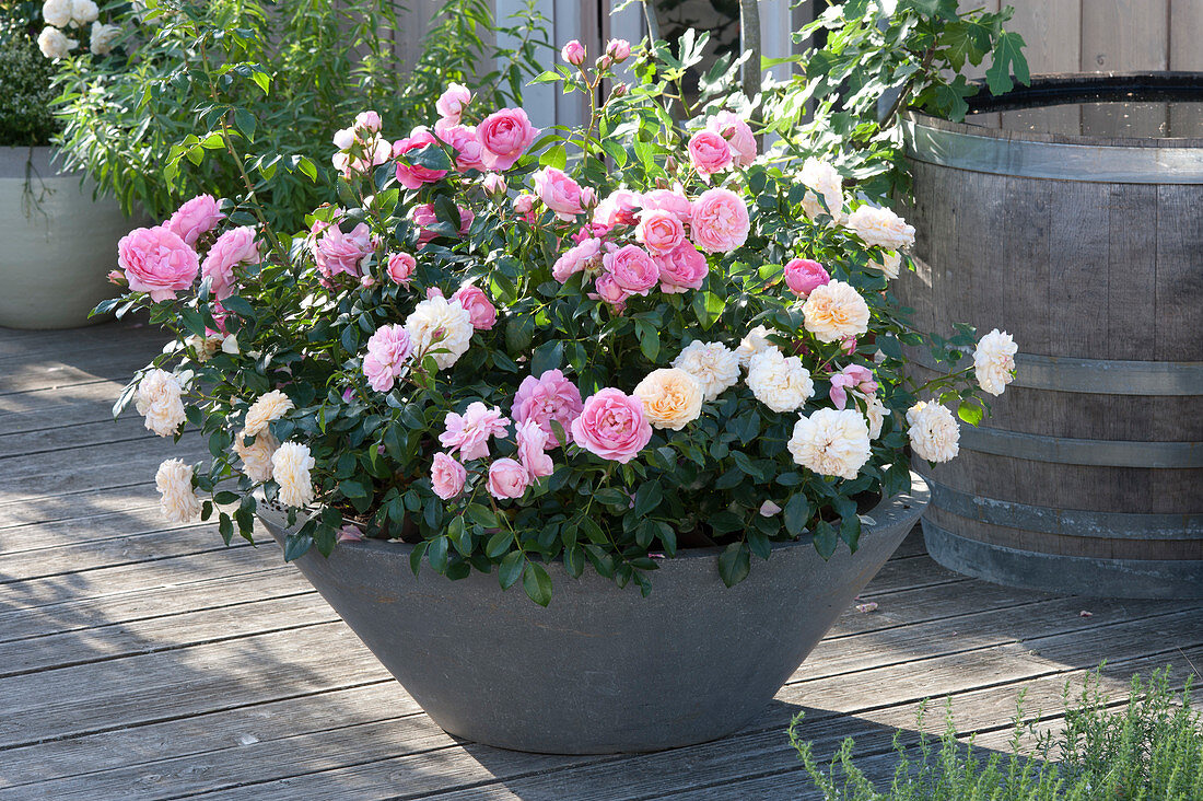 Gray Bowl With Patio Roses