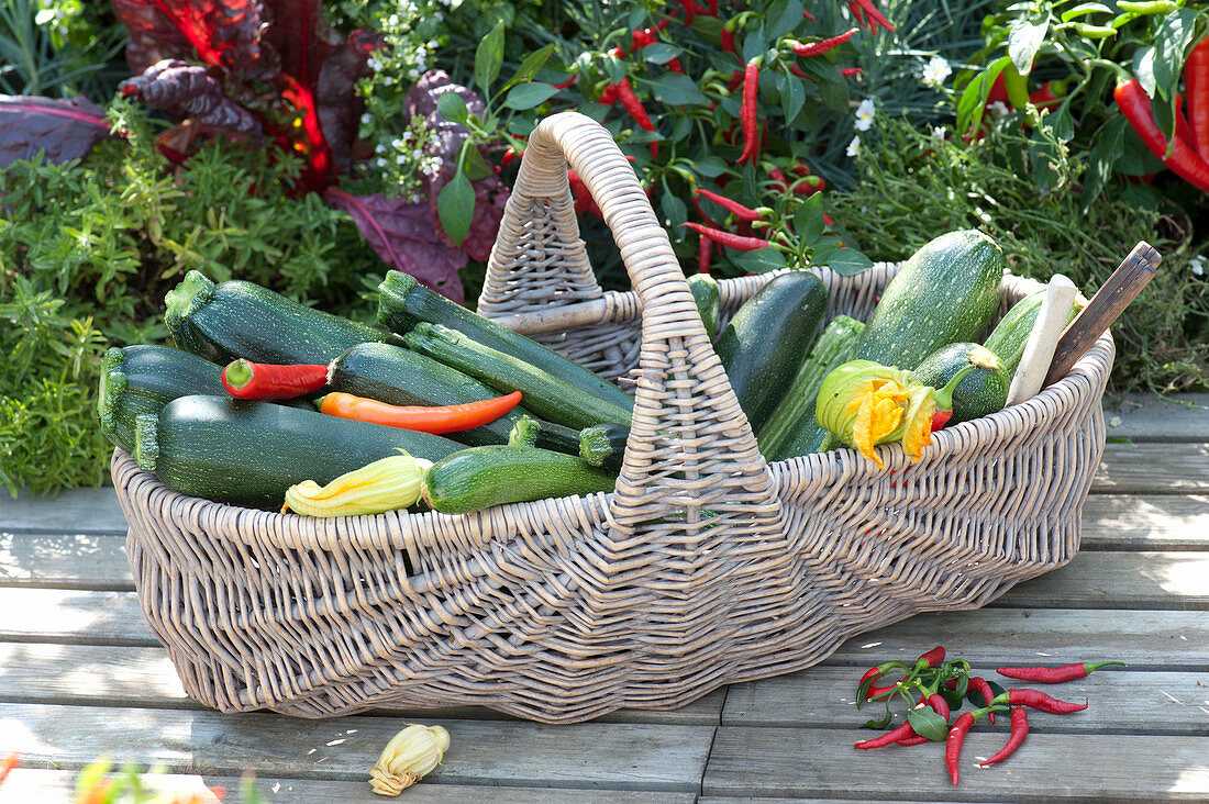Basket with freshly harvested zucchini and hot peppers, chili