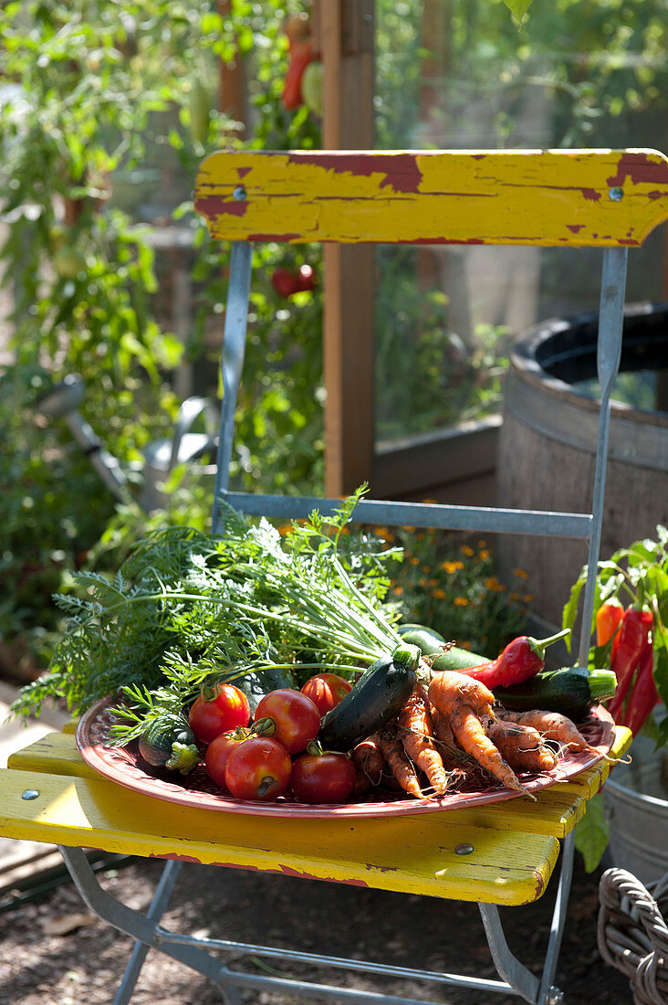 Tray of freshly harvested vegetables on garden chair