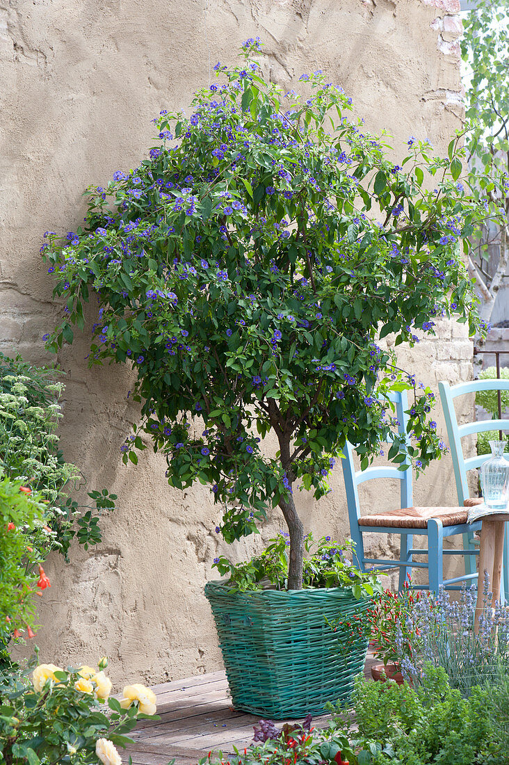 Solanum rantonnetii (gentian shrub, gentian tree) in the basket