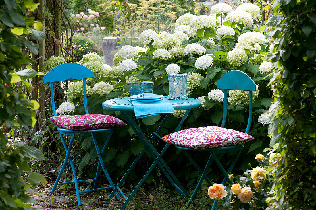 Hydrangea arborescens 'Annabelle' ( Ballhortensie, Strauchhortensie )