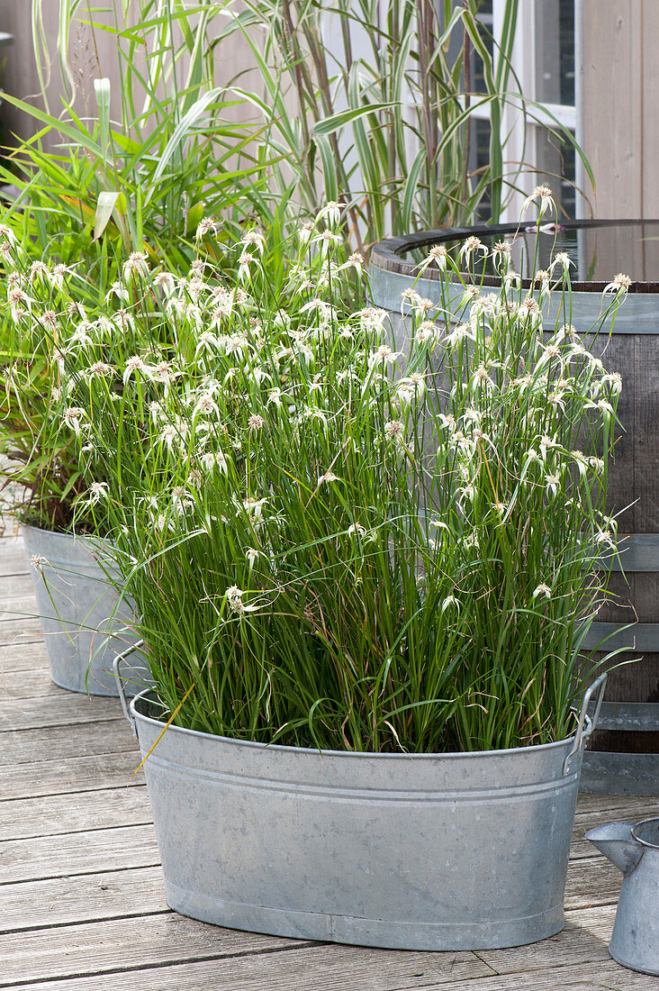 Grasses arrangement on the terrace
