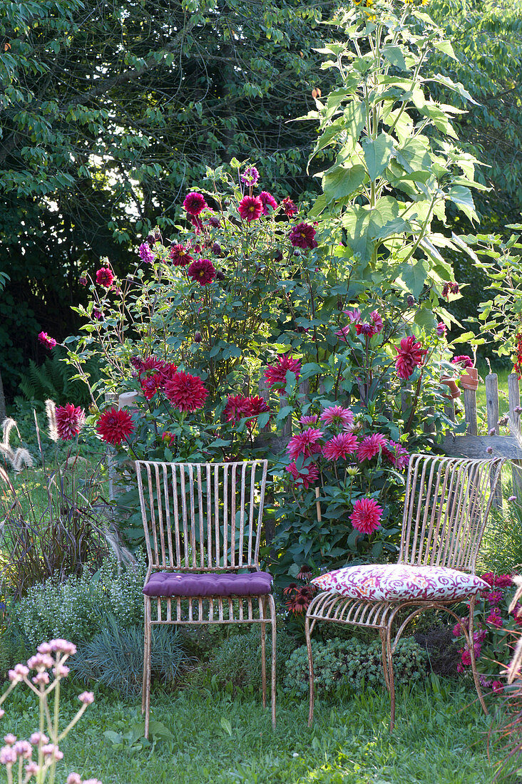 Seating place on the dahlia bed