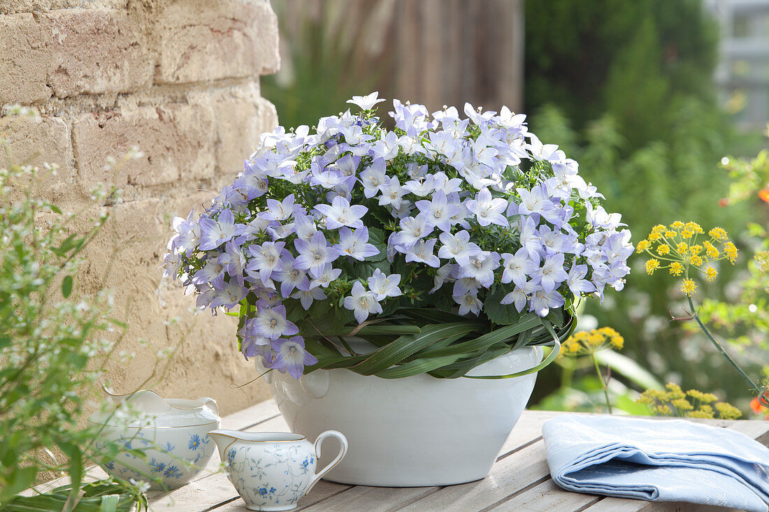 Campanula isophylla 'Star of Bethlehem' (bellflower)