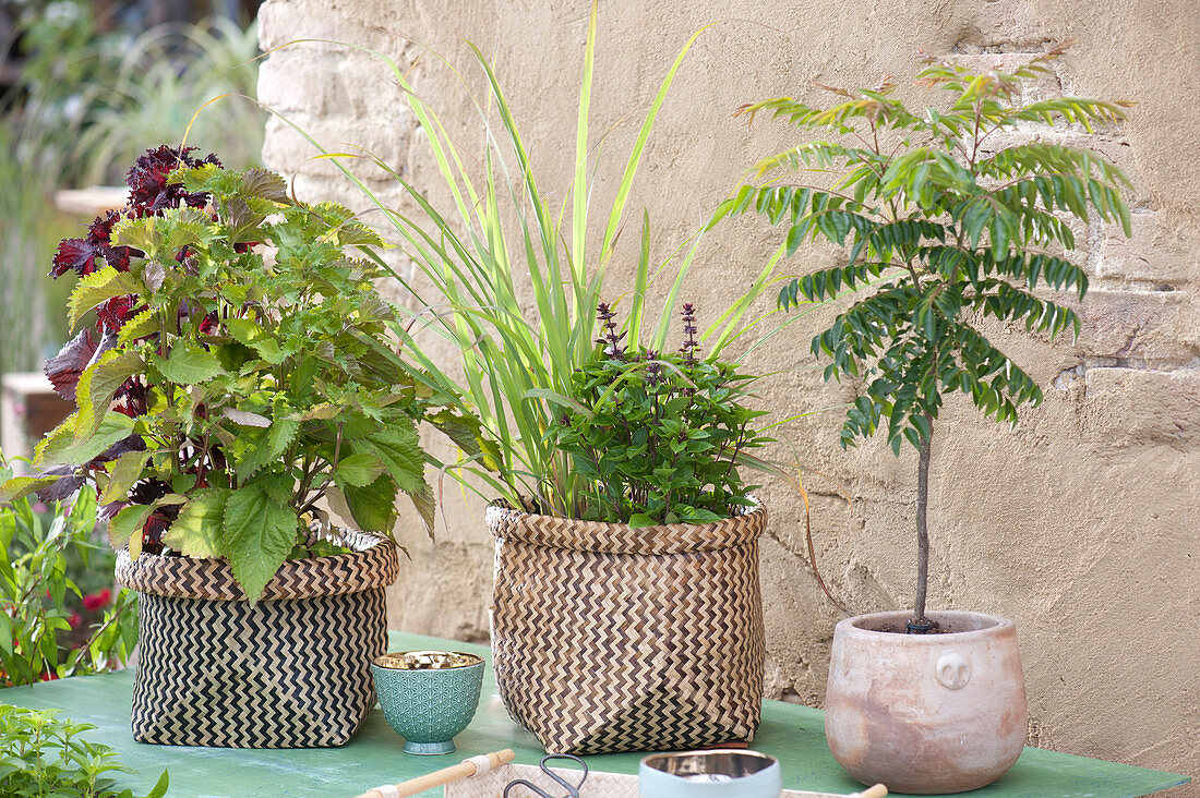 Asian Spice Plants With Leaf Decoration - Aspect