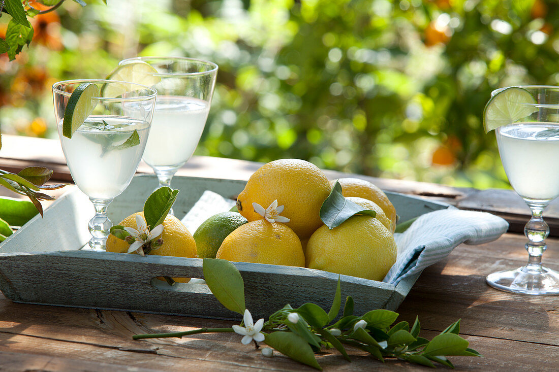 Tablett mit Citrus limon ( Zitronen, Limetten ), Zweig mit Blüten