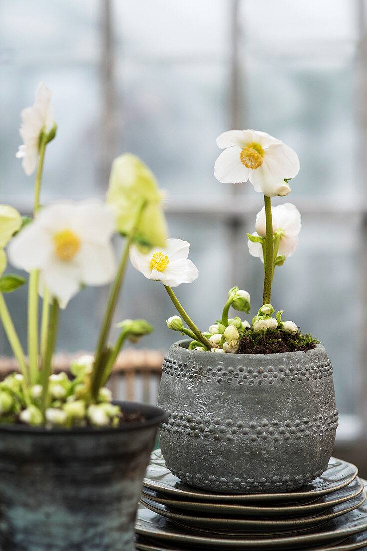 White hellebores in grey pots