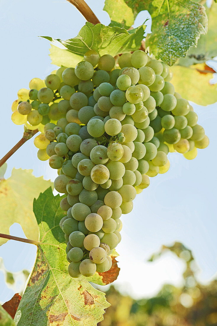 White wine grapes (Roupeiro Branco), on the vine, Paulo Laureano Vinus, Alentejo, Portugal