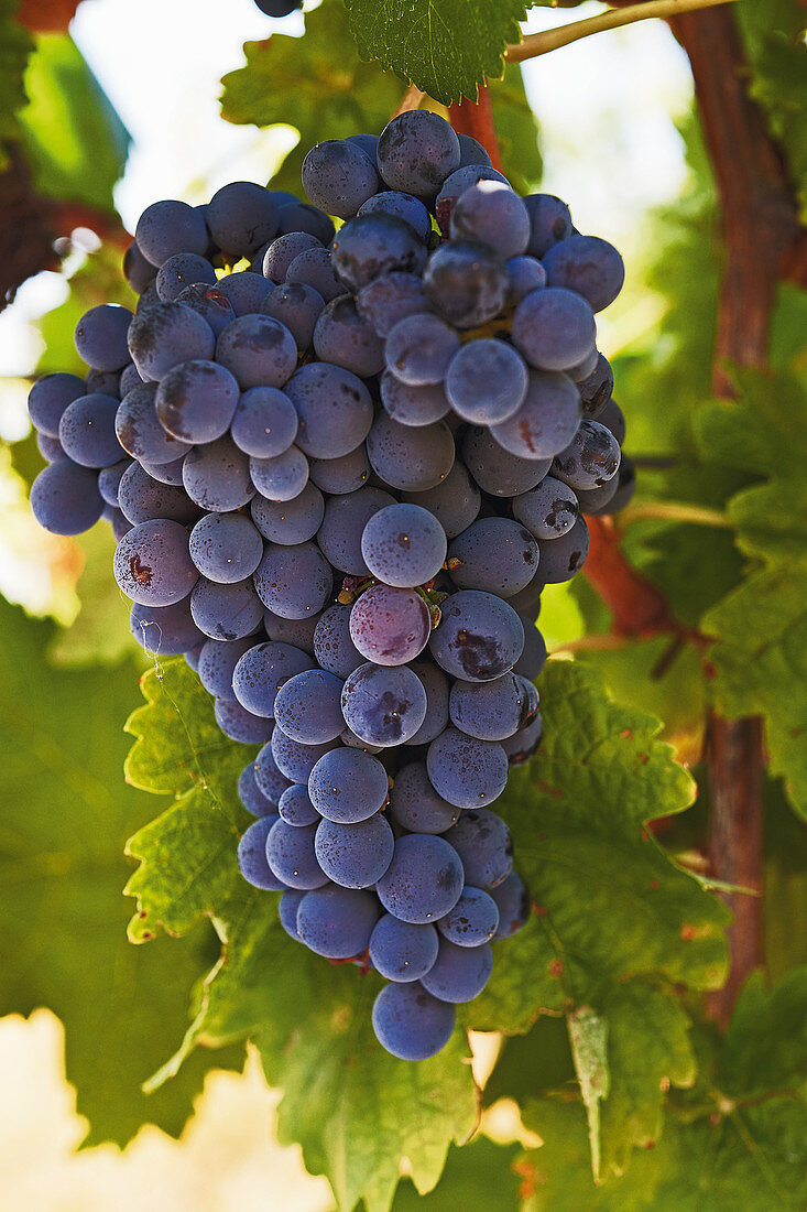 Red wine grapes on the vine, Quinta Dona Maria winery, Alentejo, Portugal