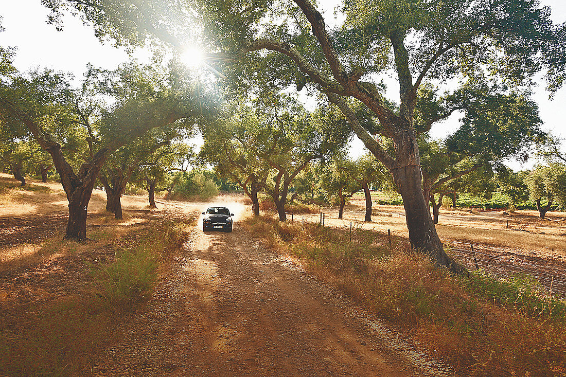 Cork oaks on the edge of a road, Herdade do Mouchao winery, Alentejo, Portugal