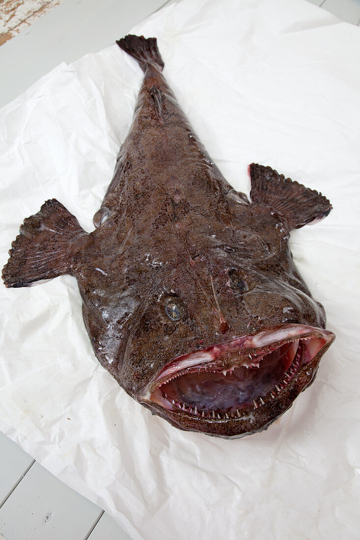 A whole monkfish