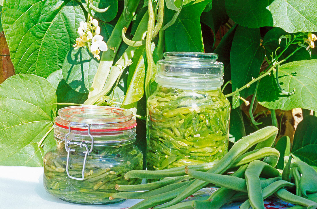 Preserved Runner beans in salt brine in jars outside with runner bean plants behind outside in summer