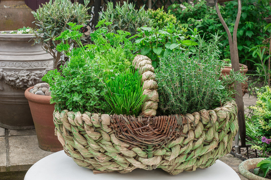 Large green woven basket used as a container for fresh culinary herbs in a garden outside in summer