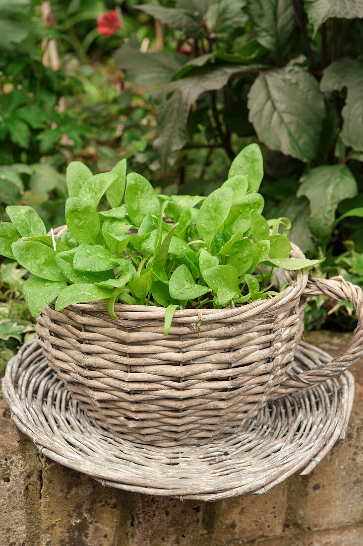 Pak Choi-Setzlinge in Weidenschale auf Untertasse