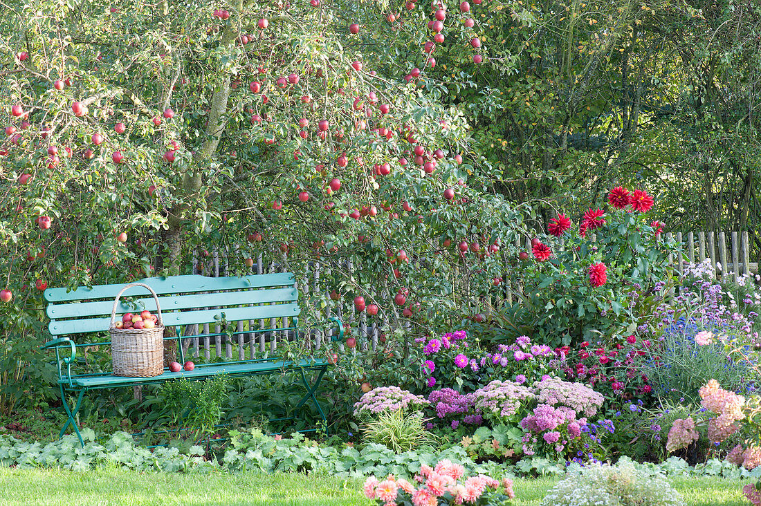 Garden bench under the apple tree