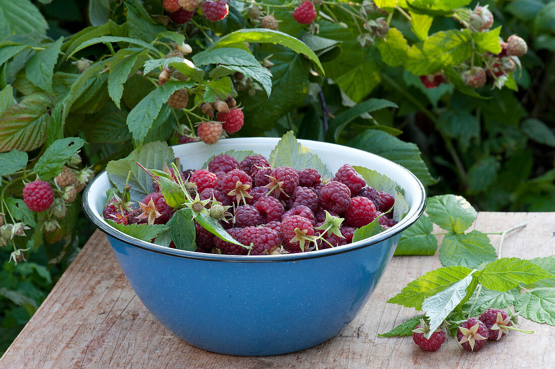 Bowl Of Freshly Picked Raspberries