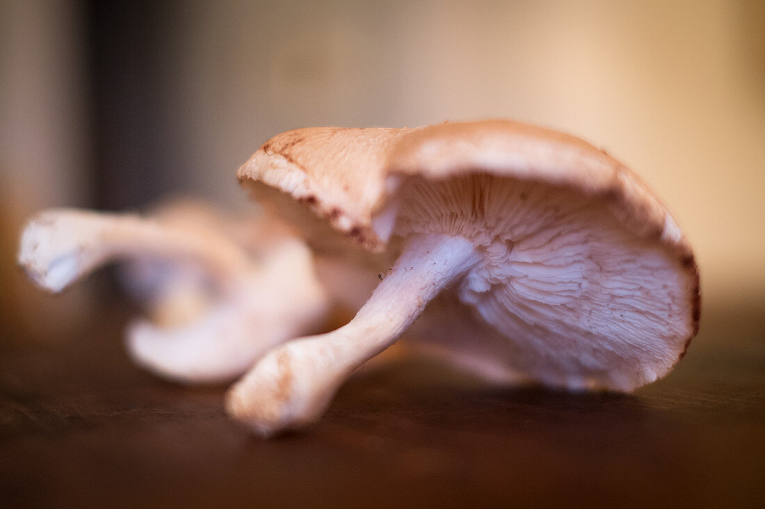 Frische Shiitake-Pilze (Nahaufnahme)