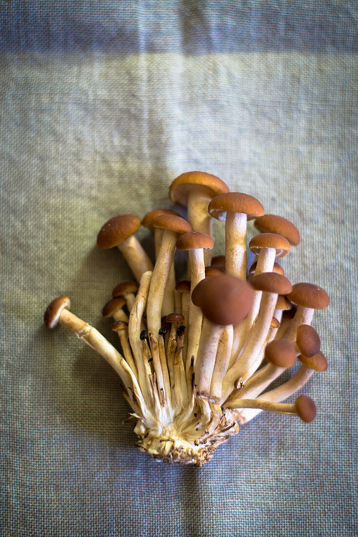 Fresh mushrooms on a linen cloth (seen from above)