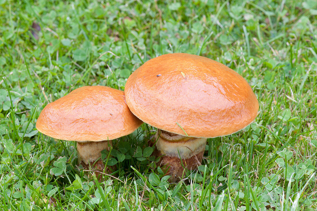 Butter mushroom or butter-sirloin (Suillus luteus)