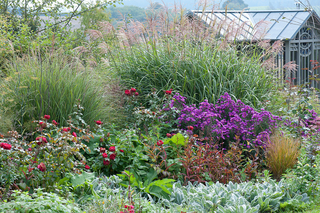 Late summer flower bed with roses, asters and miscanthus