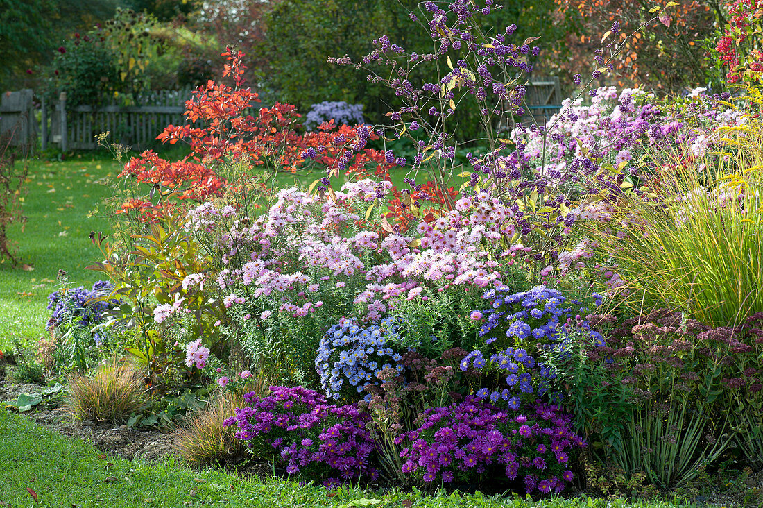 Autumn bed with asters and woody plants