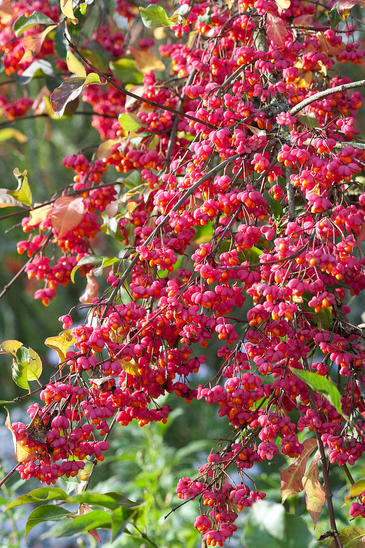 Fruits of Euonymus europaeus on the bush