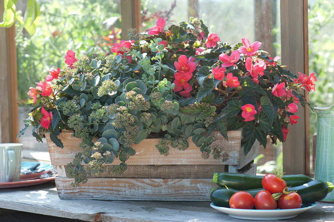 Begonia Iconia 'first Kiss' (Begonia) And Sedum 'red Canyon'