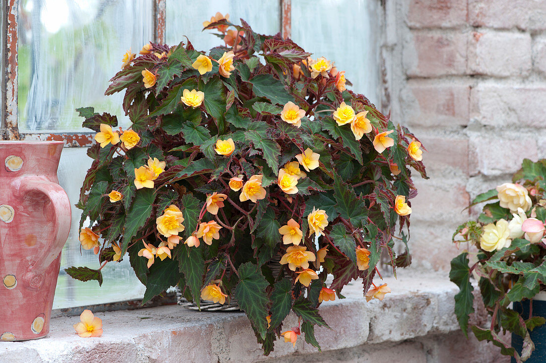Begonia Iconia 'lucky Strike' (Begonia) At The Stable Window