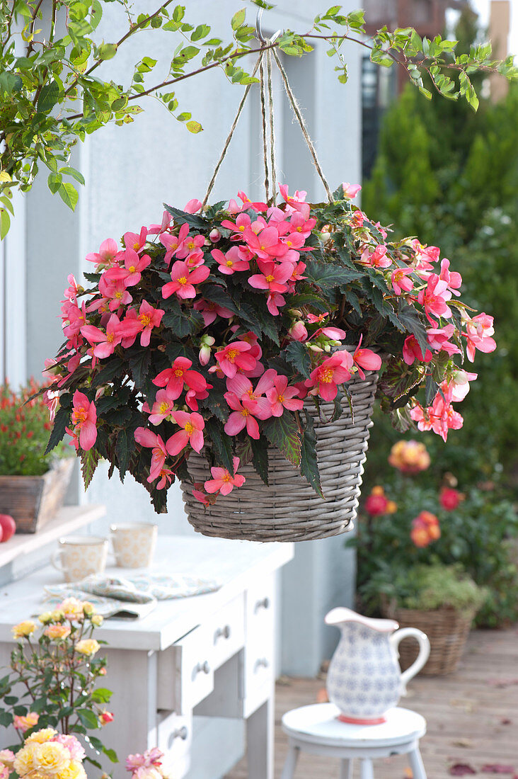 Begonia Iconia 'first Kiss' (Begonia) In The Hanging Basket