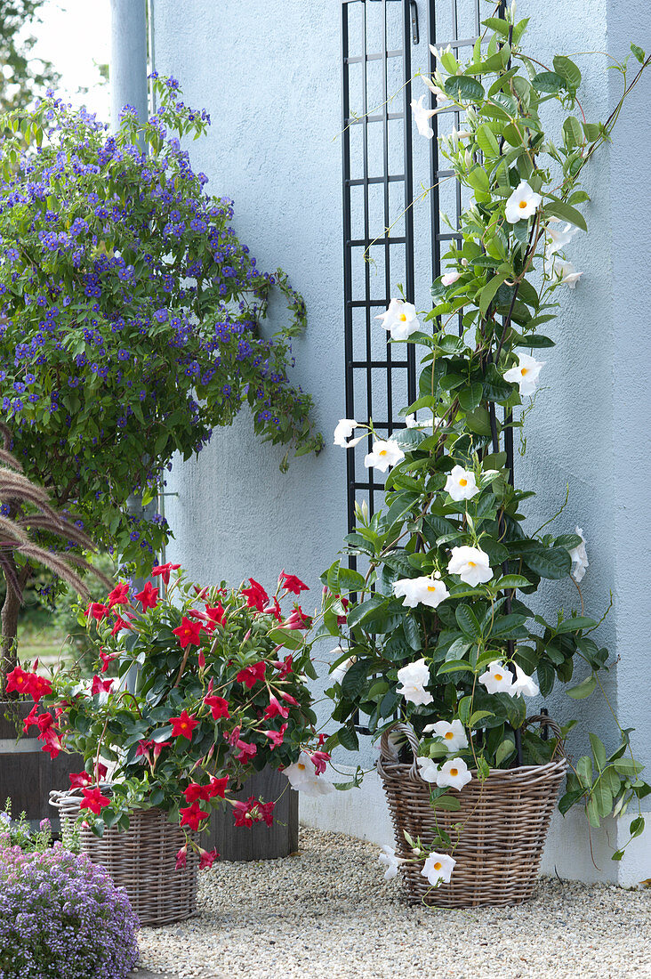 Potted Plants Arrangement In White, Red And Blue