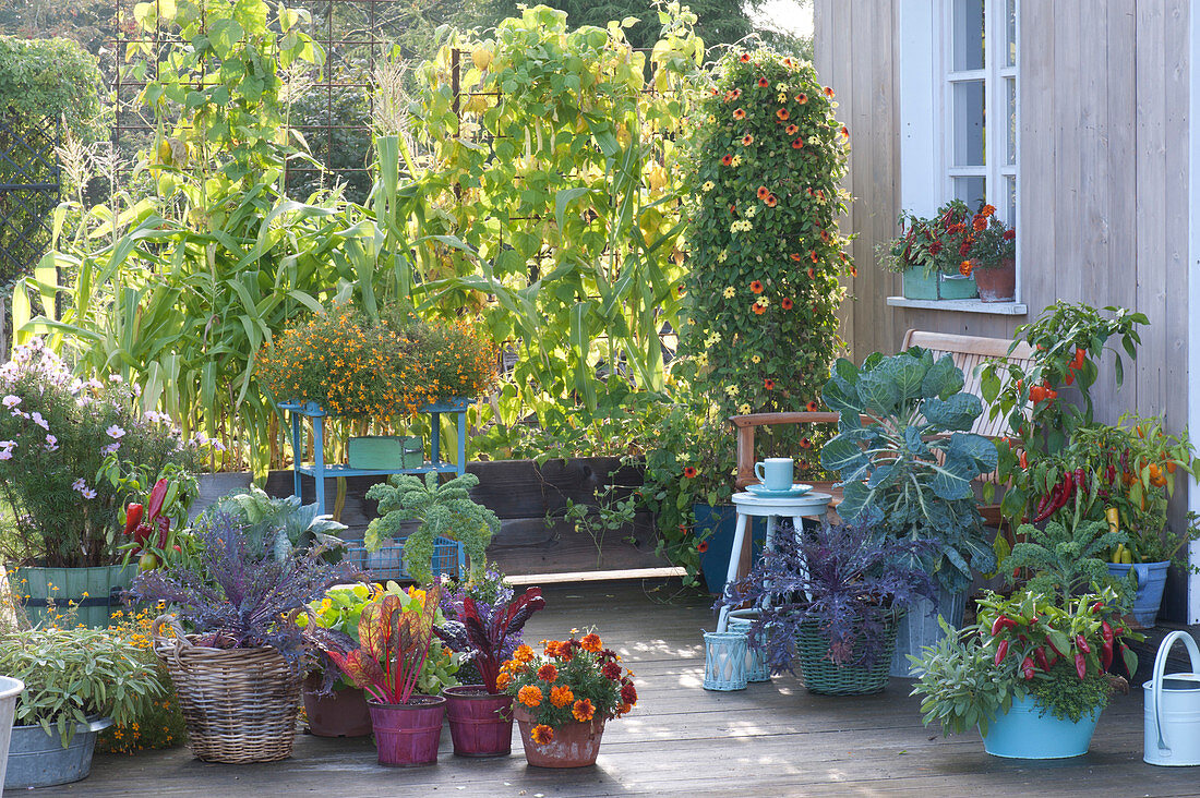 Terrassen Arrangement mit Gemüse und Sommerblumen