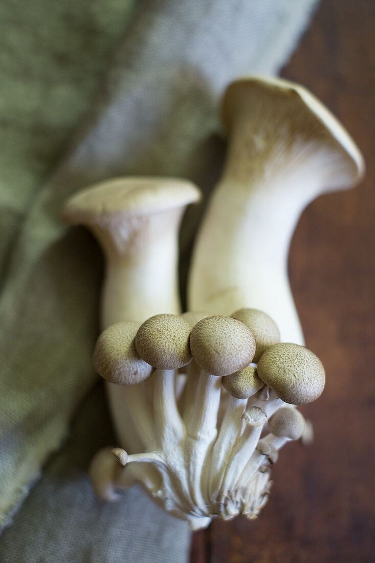 Fresh mushrooms (close-up)