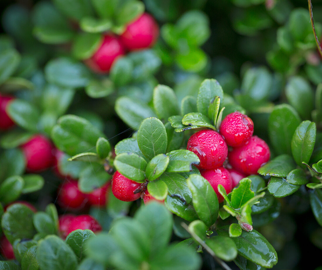 Preiselbeeren am Strauch