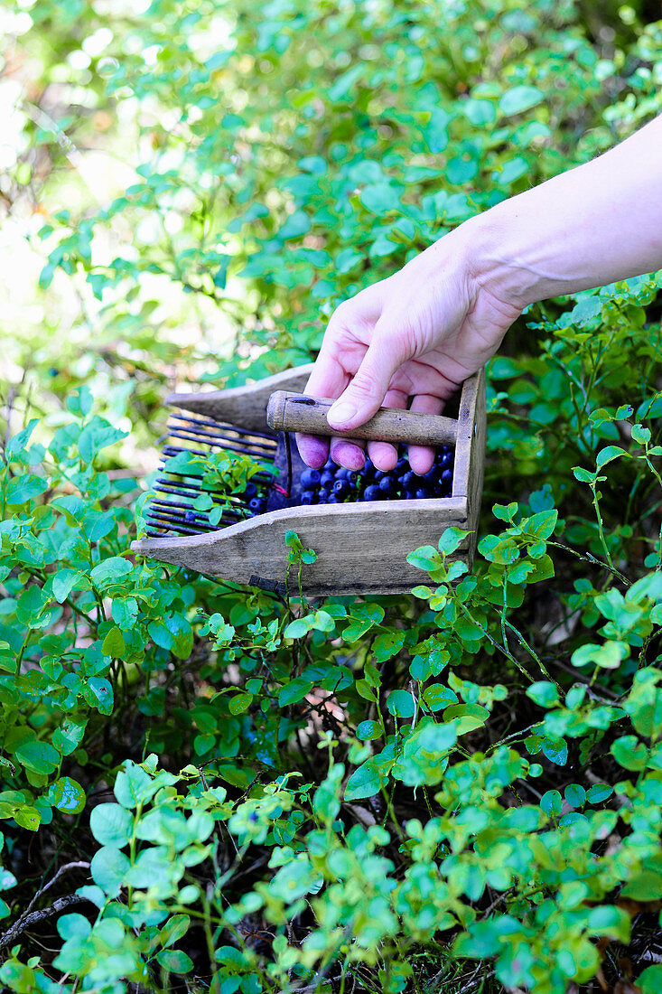 Blueberries being harvested with a berry comb