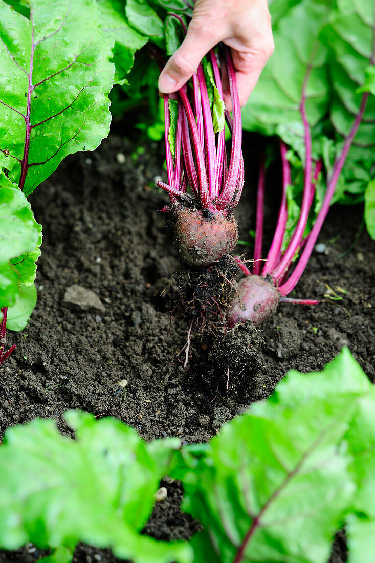 Harvesting beetroot from a field