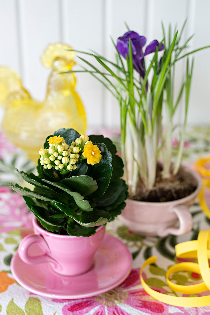 Flammendes Käthchen und Krokus in rosa Tassen gepflanzt