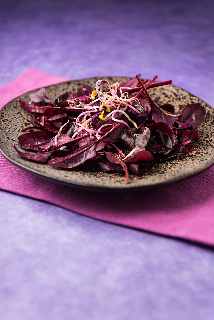 Roter Blattsalat mit Sprossen