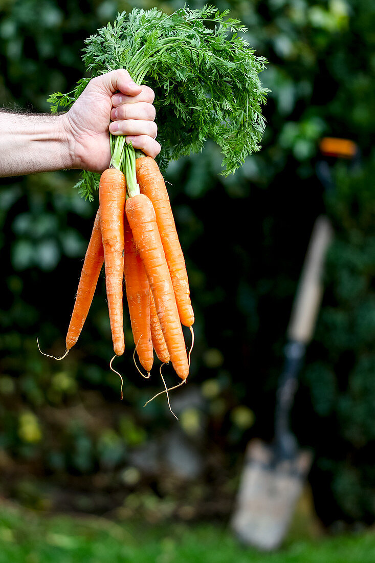 Hand holding bunch of Spring carrots