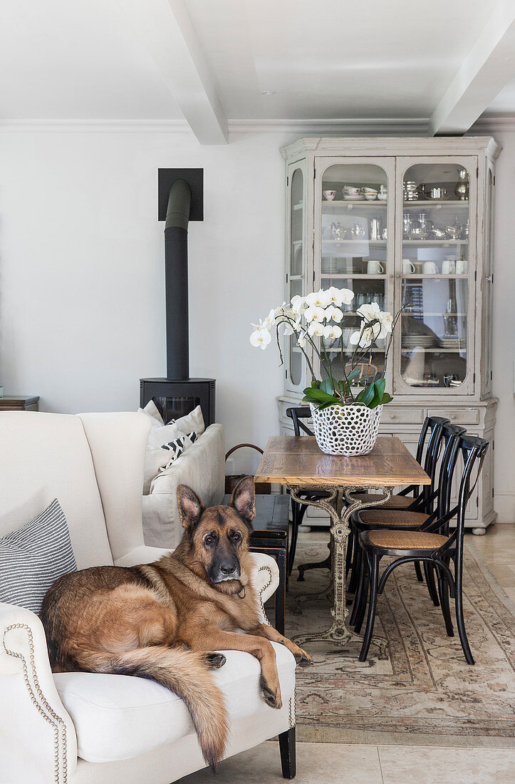 Schäferhund auf weißem Sessel vor dem Esstisch mit Kaffeehausstühlen